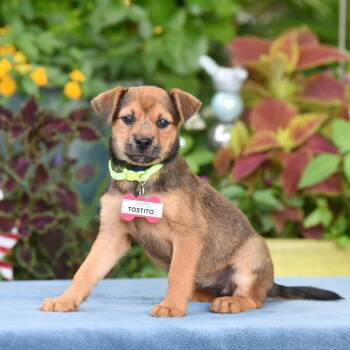 Tostito -  Terrier Dog for Adoption in Wake Forest, North Carolina - Tostito | PetCurious
