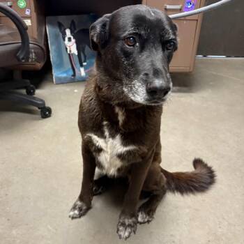 Molly -  Flat Coated Retriever Dog for Adoption in Yuma, Arizona - Molly | PetCurious
