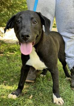 Rescue Labrador Retriever Dogs for Adoption in Troy, Alabama - Anise | PetCurious