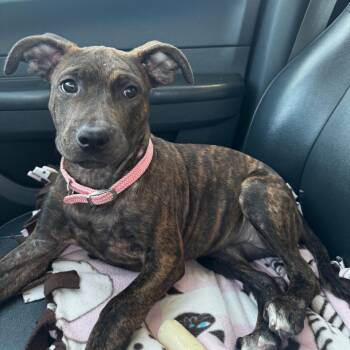 Penny -  Terrier and Pit Bull Terrier Dog for Adoption in Fresno, California - Penny | PetCurious