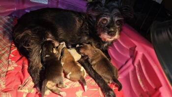 Schnauzer and Mixed Breed Dogs Available for Adoption - Betty | PetCurious