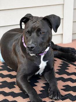 Winona -  Labrador Retriever and Terrier Dog for Adoption in Herndon, Virginia - Winona | PetCurious