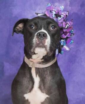 Cassidy -  Mixed Breed Dog for Adoption in Cincinnati, Ohio - Cassidy | PetCurious