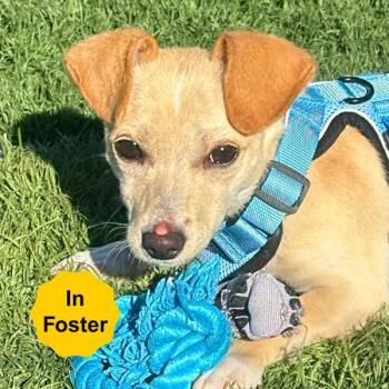 Rescue Chihuahua Dogs for Adoption in Vallejo, California - Fawn | PetCurious