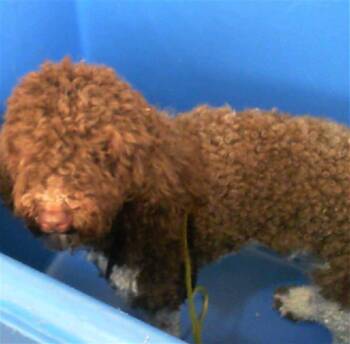 Rescue Mixed Breed Dogs for Adoption in Dallas, Texas - TOOTIE | PetCurious