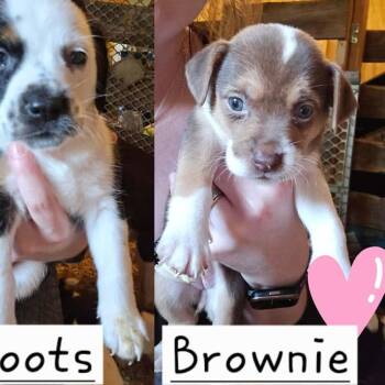 Brownie -  Hound and Pit Bull Terrier Dog for Adoption in Newark Valley, New York - Brownie | PetCurious