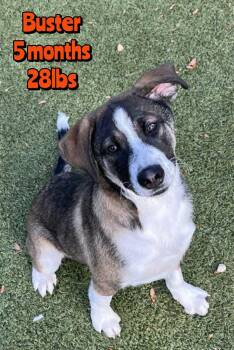 Mixed Breed Dogs Available for Adoption in Holbrook, New York - BUSTER | PetCurious