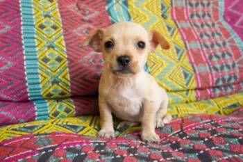 Maybelle -  Chihuahua and Mixed Breed Dog for Adoption in San Antonio, Texas - Maybelle | PetCurious