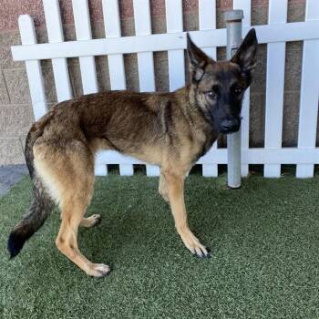 A614331 -  Belgian Shepherd Malinois and Mixed Breed Dog for Adoption in Modesto, California - A614331 | PetCurious