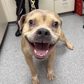 Pit Bull Terrier Dogs Available for Adoption in Batavia, Ohio - Goofy | PetCurious