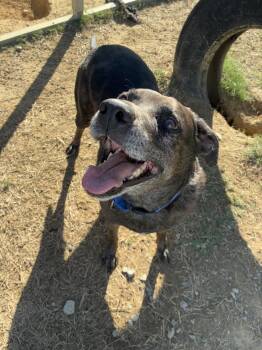 Rescue Mastiff Dogs for Adoption in Senatobia, Mississippi - Angus | PetCurious