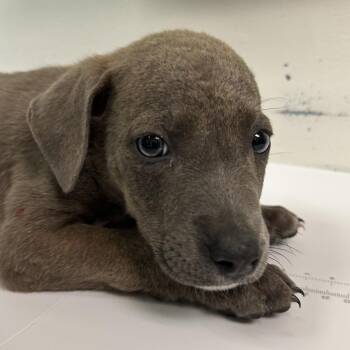Blaze -  Mixed Breed Dog for Adoption in Charleston, West Virginia - Blaze | PetCurious