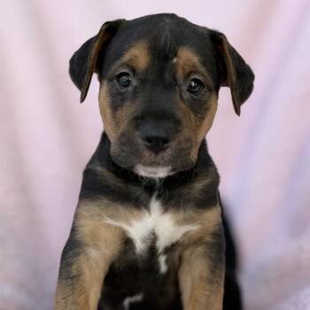 Chalk Pup - Dover -  Spaniel and Terrier Dog for Adoption in San Diego, California - Chalk Pup - Dover | PetCurious