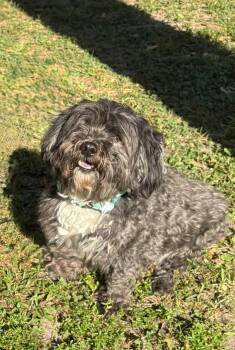 Gunny -  Shih Tzu Dog for Adoption in Houston, Texas - Gunny | PetCurious