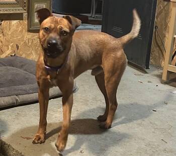 Pug and Boxer Dogs Available for Adoption - Forrest  | PetCurious