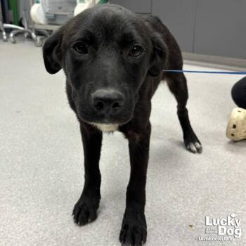 Flat Coated Retriever and Retriever Dogs Available for Adoption in Washington, District Of Columbia - Wayne | PetCurious
