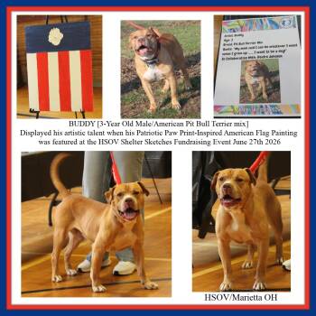 Buddy (Photos June 27th 2026 and March 6th 2026) -  Pit Bull Terrier and American Bulldog Dog for Adoption in Marietta, Ohio - Buddy (Photos June 27th 2026 And March 6th 2026) | PetCurious