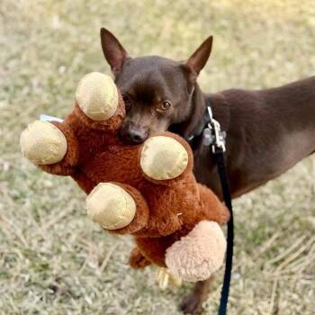 Flash -  Mixed Breed Dog for Adoption in Oshkosh, Wisconsin - Flash | PetCurious