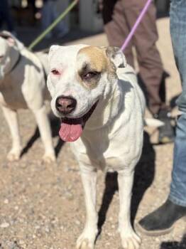 Dakota* -  Pit Bull Terrier and Mixed Breed Dog for Adoption in El Paso, Texas - Dakota* | PetCurious