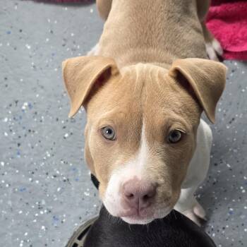 Rescue American Bulldog Dogs for Adoption in Polson, Montana - Miss | PetCurious