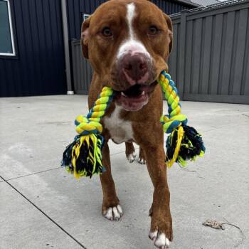 Wally -  Pit Bull Terrier and Mixed Breed Dog for Adoption in Matteson, Illinois - Wally | PetCurious