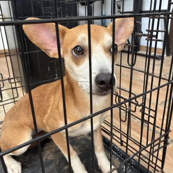 Straylina -  Mixed Breed Dog for Adoption in Edinburg, Texas - Straylina | PetCurious