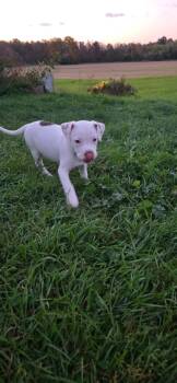 Moonwalker -  Pit Bull Terrier Dog for Adoption in New London, Wisconsin - Moonwalker | PetCurious