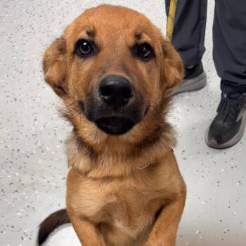 Helen -  Shepherd and Mixed Breed Dog for Adoption in Falls Church, Virginia - Helen | PetCurious