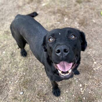 Nala -  Black Labrador Retriever Dog for Adoption in Cheyenne, Wyoming - Nala | PetCurious