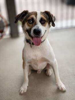 Patcher -  Mixed Breed Dog for Adoption in Savage, Minnesota - Patcher | PetCurious