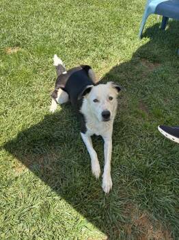 26Dottie- POB -  Border Collie and Anatolian Shepherd Dog for Adoption in Shingle Springs, California - 26Dottie- POB | PetCurious