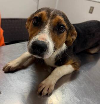 Jasmine (Yellow) -  Mixed Breed Dog for Adoption in Greencastle, Indiana - Jasmine (Yellow) | PetCurious