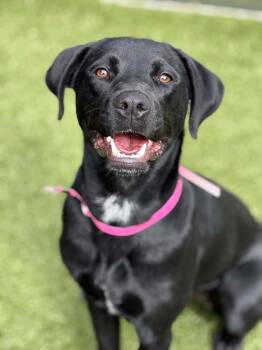 Storm -  Black Labrador Retriever and Mixed Breed Dog for Adoption in Oxford, Michigan - Storm | PetCurious