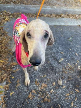 Rescue Standard Poodle Dogs for Adoption in Rockaway, New Jersey - Bruno Athens | PetCurious