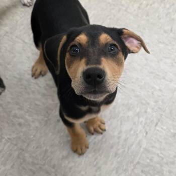 Beaver Cove -  Labrador Retriever and Mixed Breed Dog for Adoption in Chatham, Virginia - Beaver Cove | PetCurious