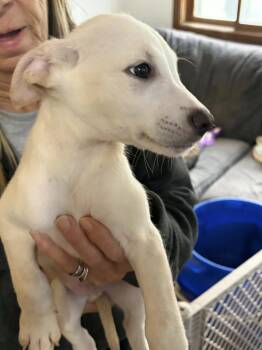 Australian Shepherd and Mixed Breed Dogs Available for Adoption in Clinton, Wisconsin - Milo | PetCurious