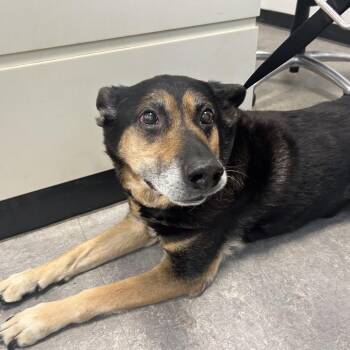 Cashew -  Mixed Breed Dog for Adoption in Philadelphia, Pennsylvania - Cashew | PetCurious