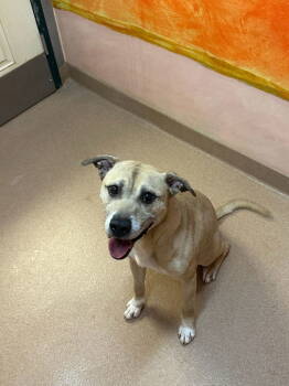 Rescue Terrier and Shepherd Dogs for Adoption in Lovingston, Virginia - Fitch | PetCurious