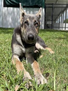 CROCODILE -  German Shepherd Dog Dog for Adoption in Palmetto, Florida - CROCODILE | PetCurious