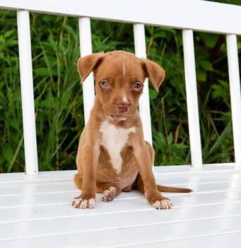 State Fair Litter - Midway -  Pit Bull Terrier and Mixed Breed Dog for Adoption in Savage, Minnesota - State Fair Litter - Midway | PetCurious