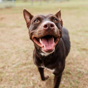 Rescue Cattle Dog Dogs for Adoption in Valdosta, Georgia - Sunshine Del Alma | PetCurious