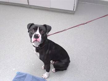 GLEE -  Boxer and Mixed Breed Dog Available for Adoption in Omaha, Nebraska - GLEE | PetCurious