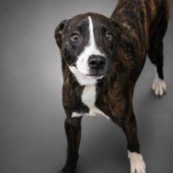 Bubba -  Labrador Retriever and Mixed Breed Dog for Adoption in Allentown, Pennsylvania - Bubba | PetCurious