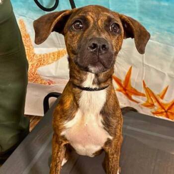 Praline -  Terrier and Mixed Breed Dog for Adoption in Gastonia, North Carolina - Praline | PetCurious