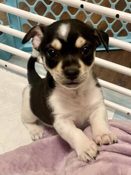 Rat Terrier and Chihuahua Dogs Available for Adoption - Clove In Texarkana TX | PetCurious