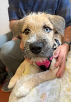 Clara -  Wirehaired Terrier Dog for Adoption in Long Beach, New York - Clara | PetCurious