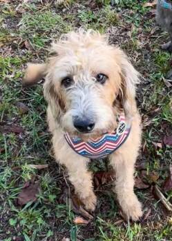 Lloyd - friendly, gentle and affectionate -  Bernadoodle and Basset Hound Dog for Adoption in Oriskany, New York - Lloyd - Friendly, Gentle And Affectionate | PetCurious