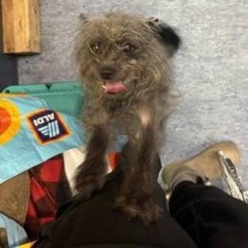 Nascar -  Mixed Breed Dog for Adoption in Charleston, South Carolina - Nascar | PetCurious