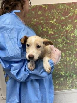 Paint -  Labrador Retriever and Shepherd Dog for Adoption in San Antonio, Texas - Paint | PetCurious