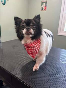 Chihuahua Dogs Available for Adoption - Jake | PetCurious